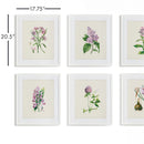 NAPA Home & Garden, FLOWER STUDY PRINTS, SET OF 6,NH225