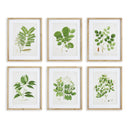 NAPA Home & Garden, TREE LEAF STUDY, SET OF 6,NNH549