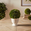 NAPA Home & Garden, Boxwood Ball Topiary in Pot