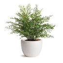 Shawna Pot Small
