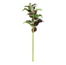NAPA Home & Garden, COLEUS STEM