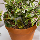 Plant Food For Succulent, 42 Tubes Per Color Box